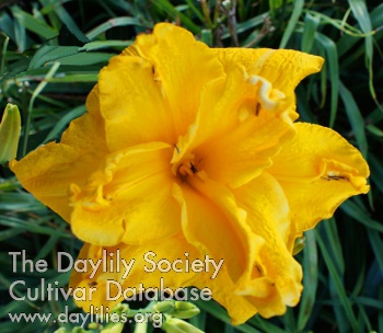 Daylily Cheddar Popcorn